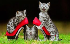 kitten in heels